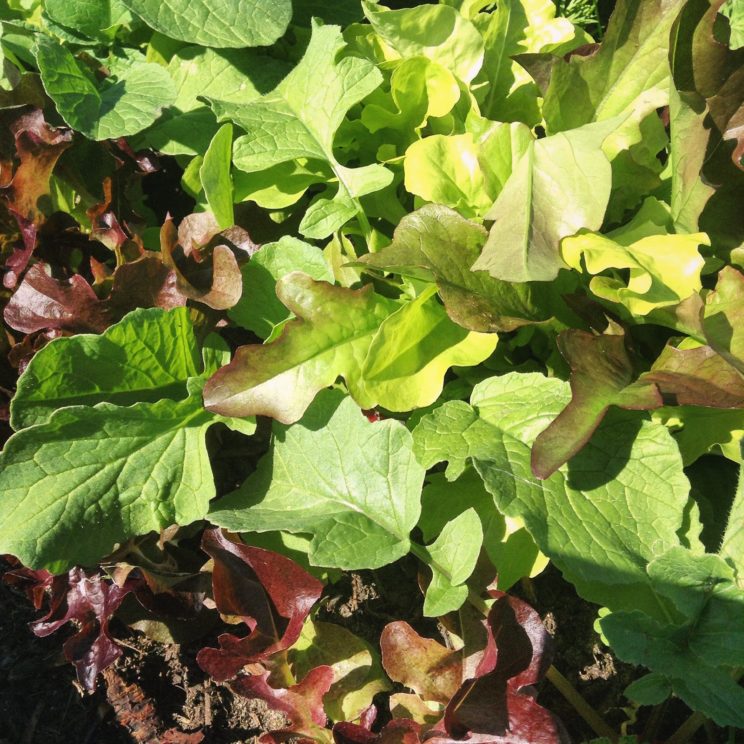 verschiedene Blattsalate in meinem Hochbeet