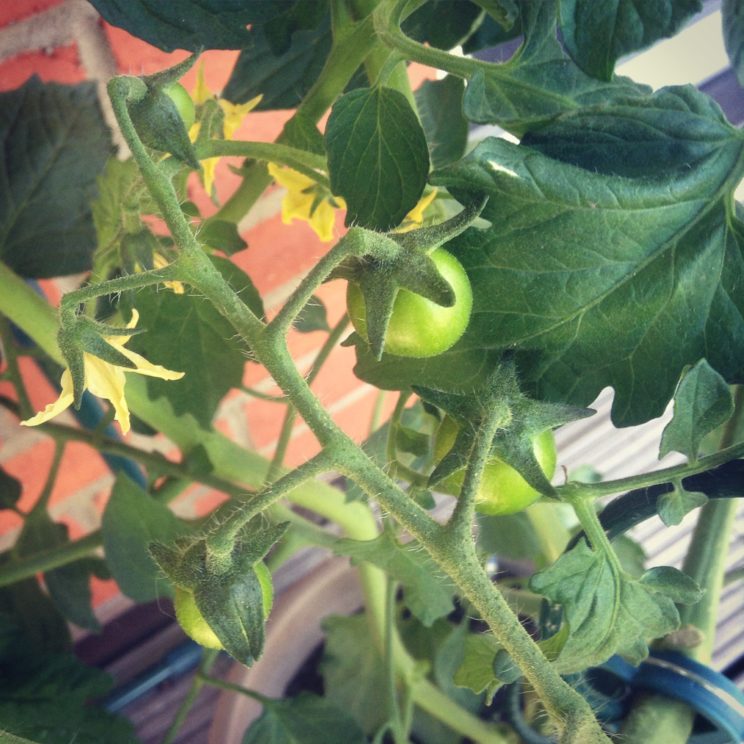 Tomatenkinder