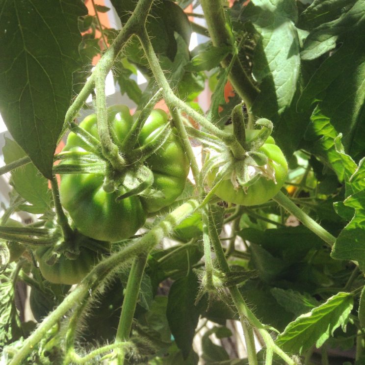 Ochsenherzen Tomatenkinder