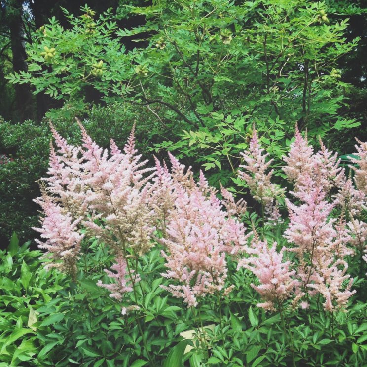 Blühende Pracht im japanischen Garten