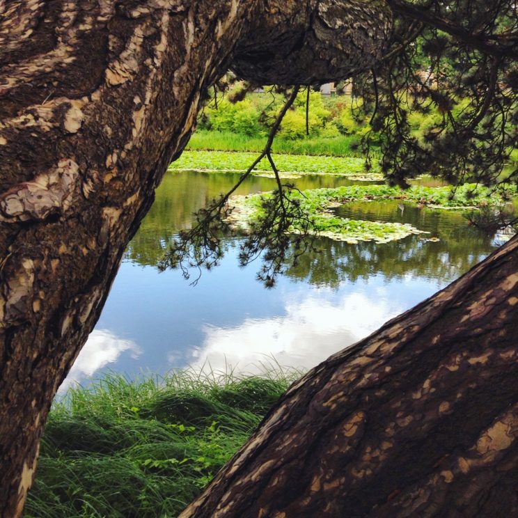 Idylle mit Reiher im Botanischen Garten Berlin